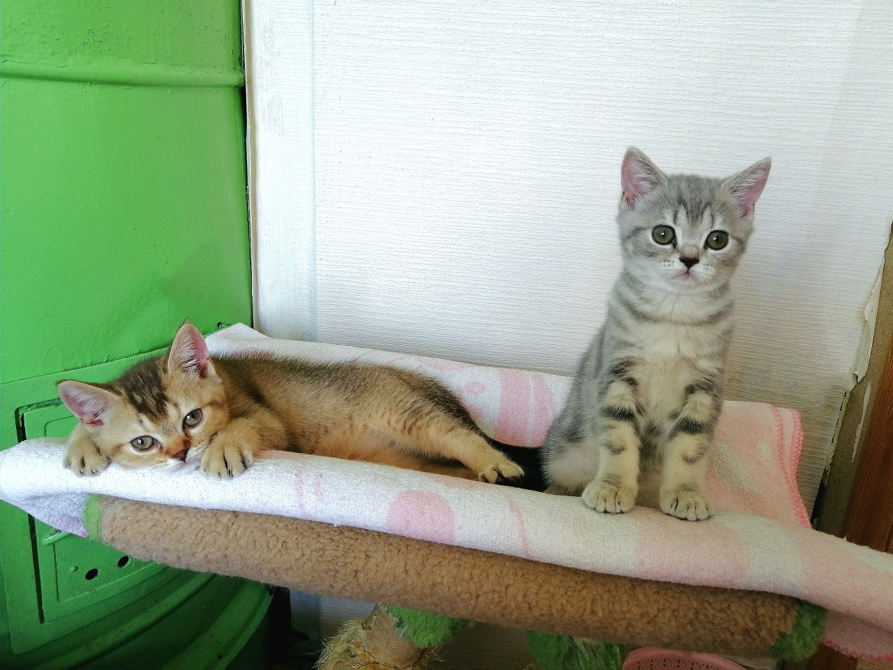 Мы гулять не пойдём, нам и у печки неплохо