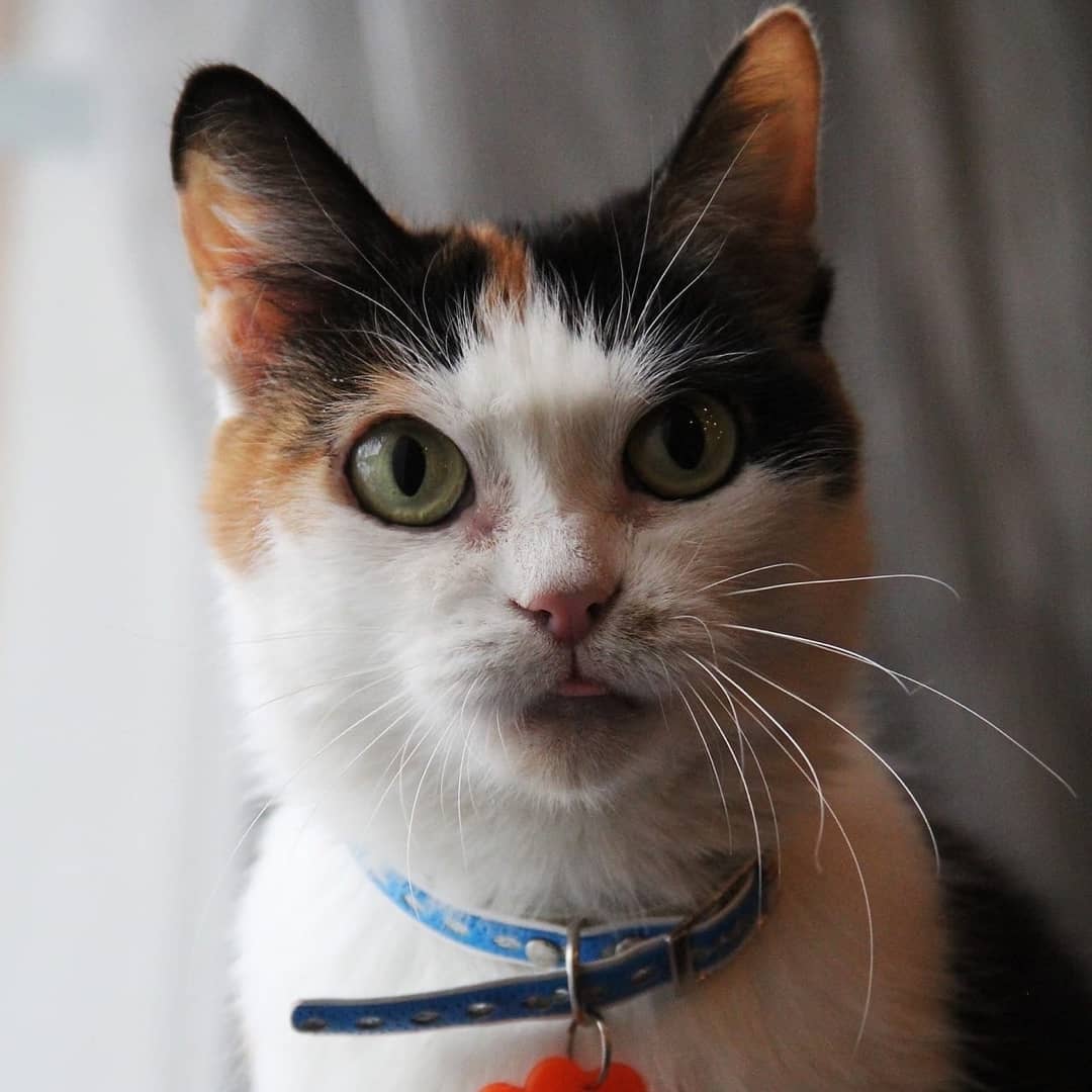 Чем бы заняться, может помяукать