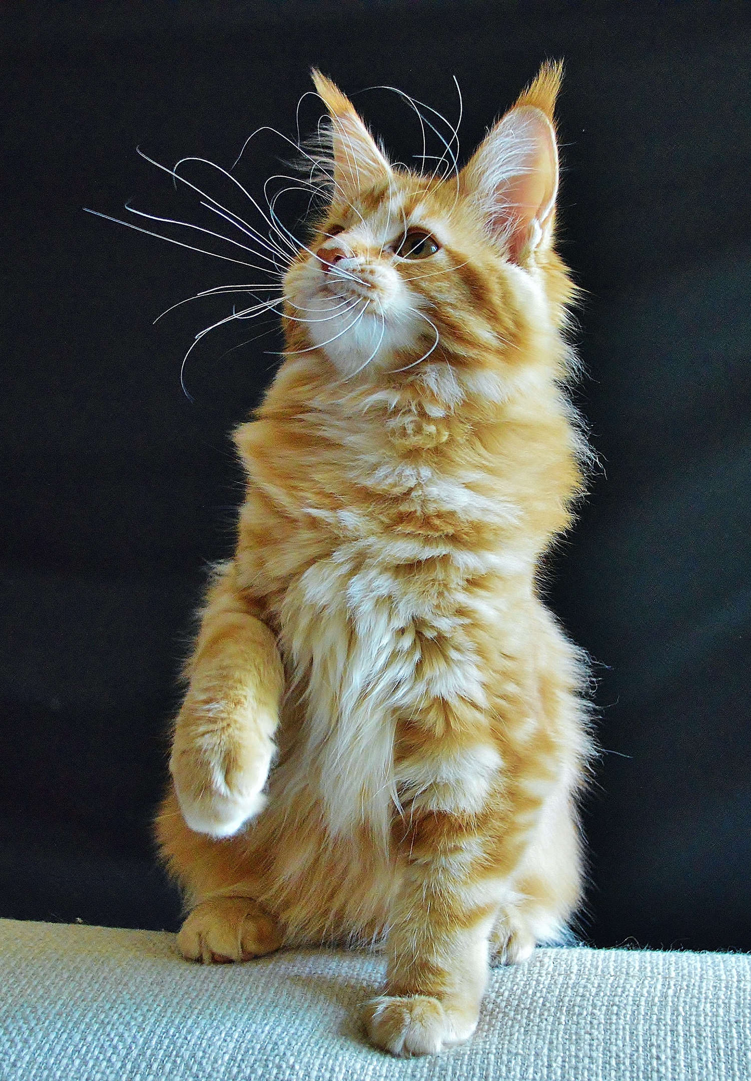 С такими усами у меня отбоя от невест не будет