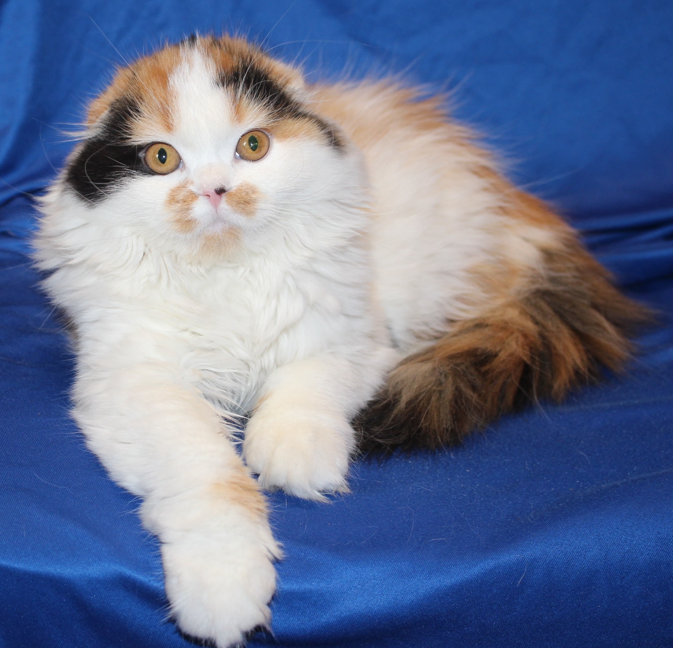 Только никакой фотовспышки, она меня пугает