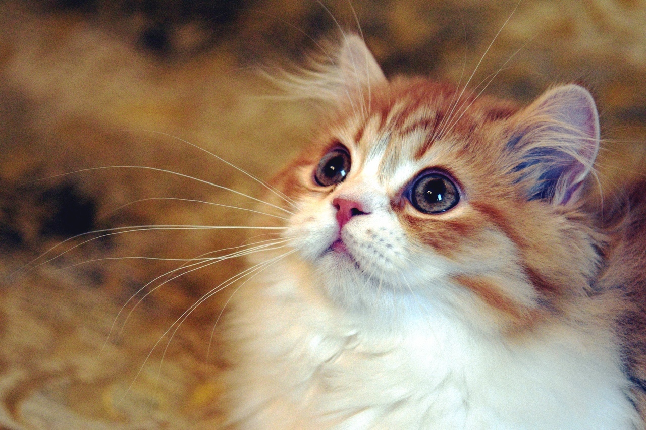 Я Вас выслушаю, но сделаю всё по своему