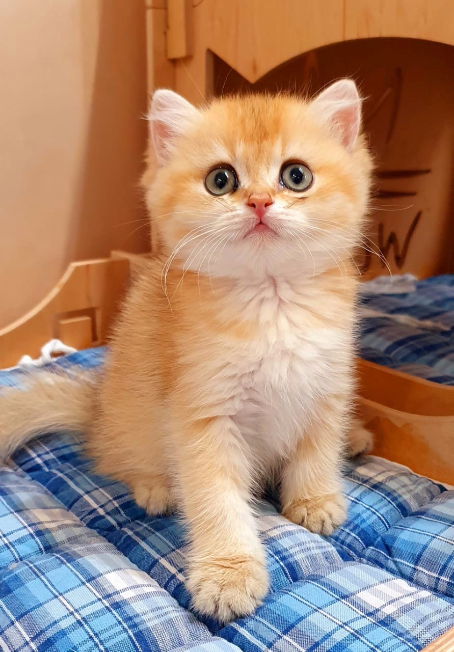 Это моя кроватка, а рядом братишкина