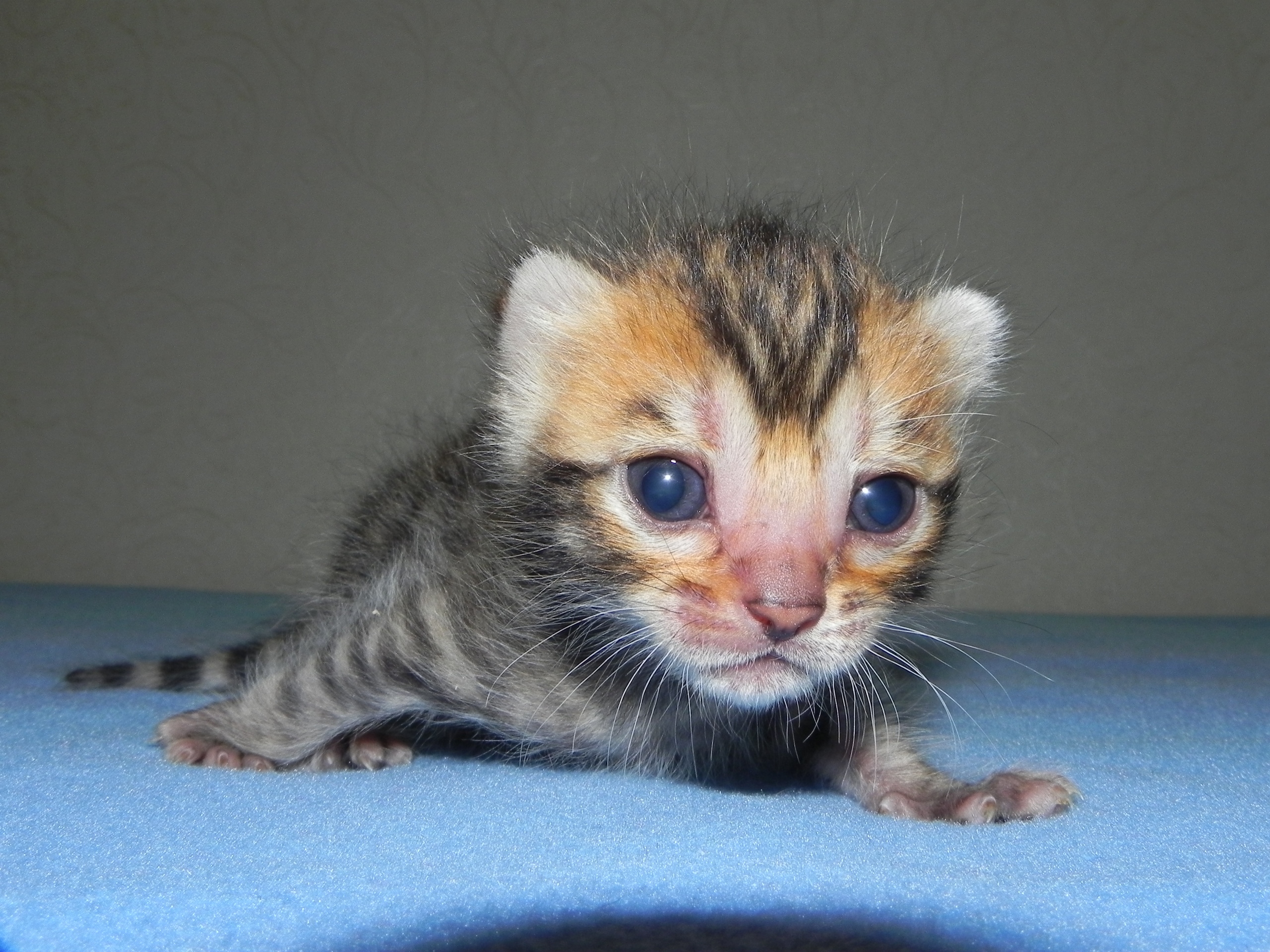 Я такой большой, что сам бегаю