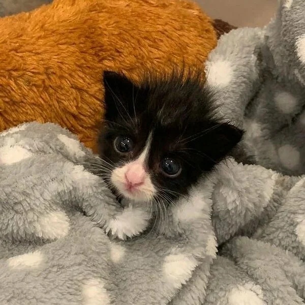 Я без порции молочка, спать не буду