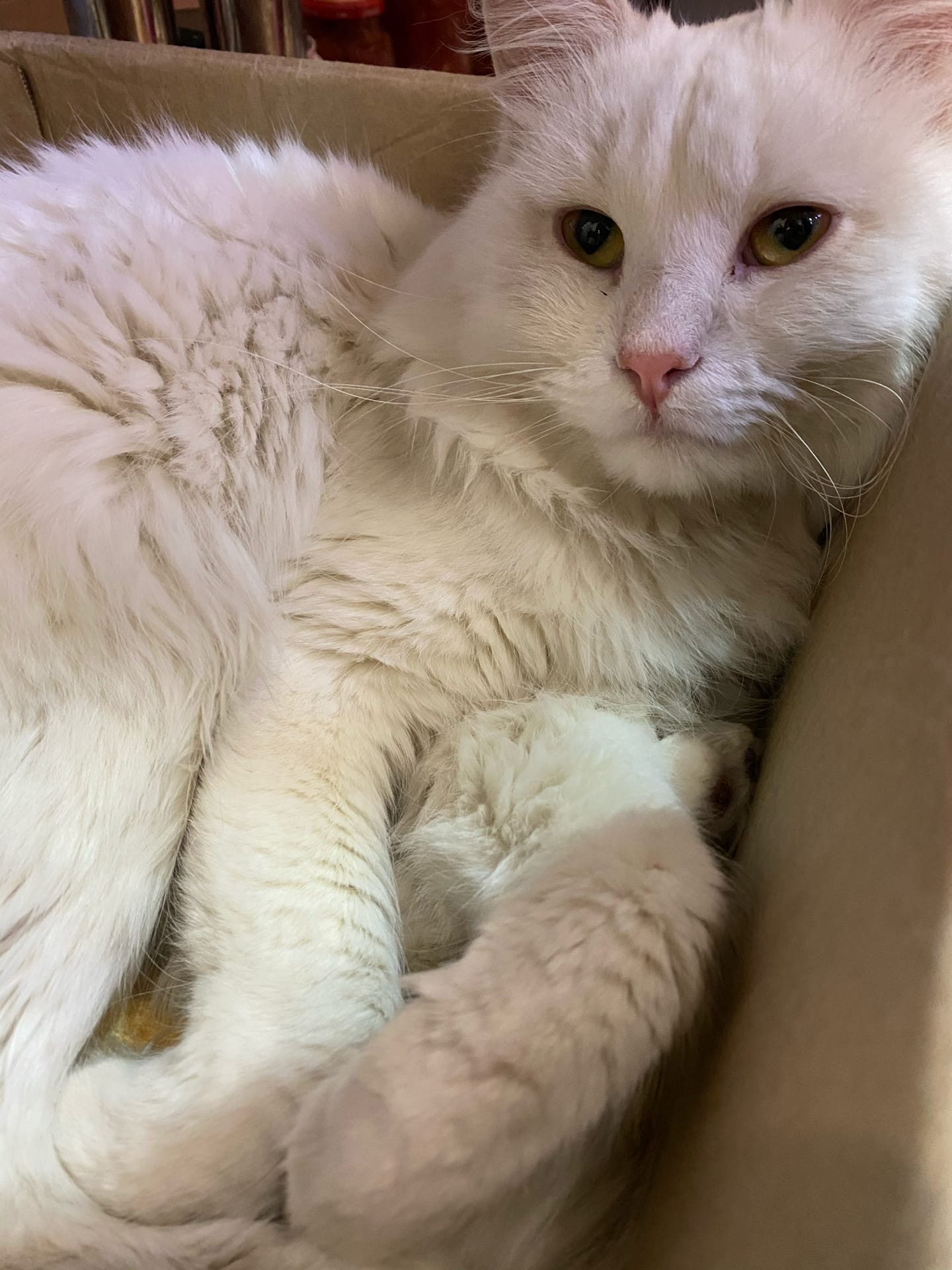 Каждой кошке по такому гнёздышку