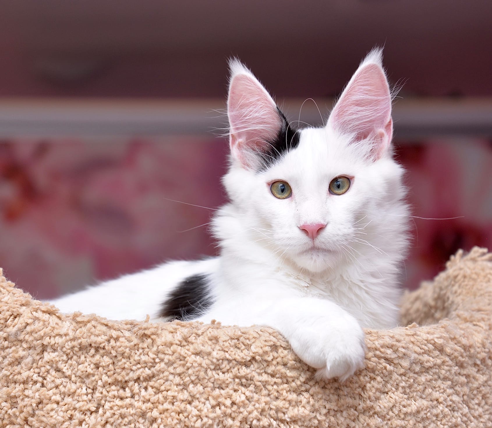 Я проснулся, полный сил