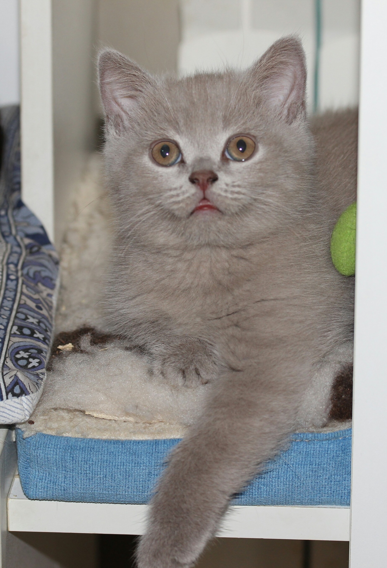 Лежанка удобная и мягкая, спасибо