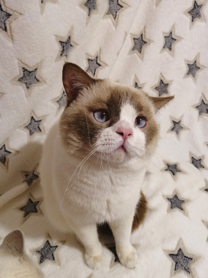 А у меня ус сломался, что будем делать