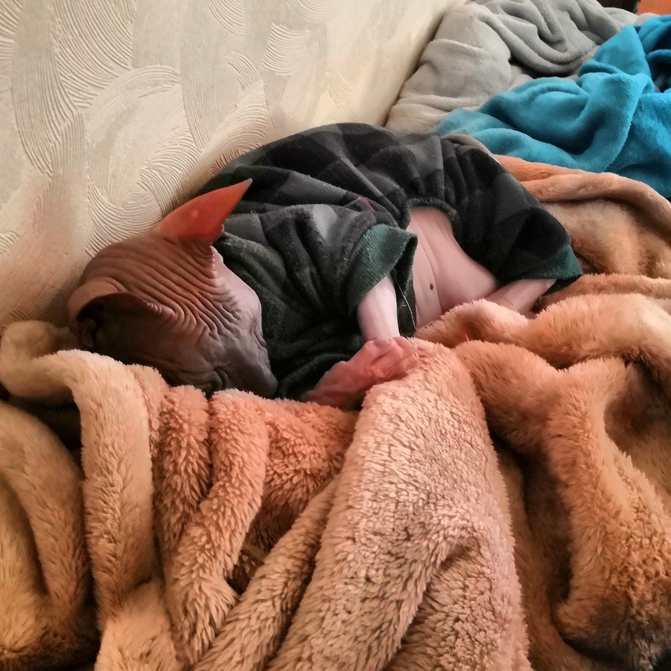 Когда тепло и сны приятные снятся