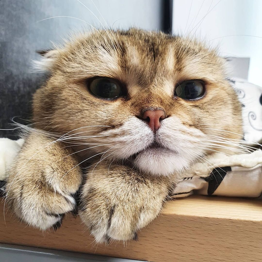 Хочу на море и краба попробовать