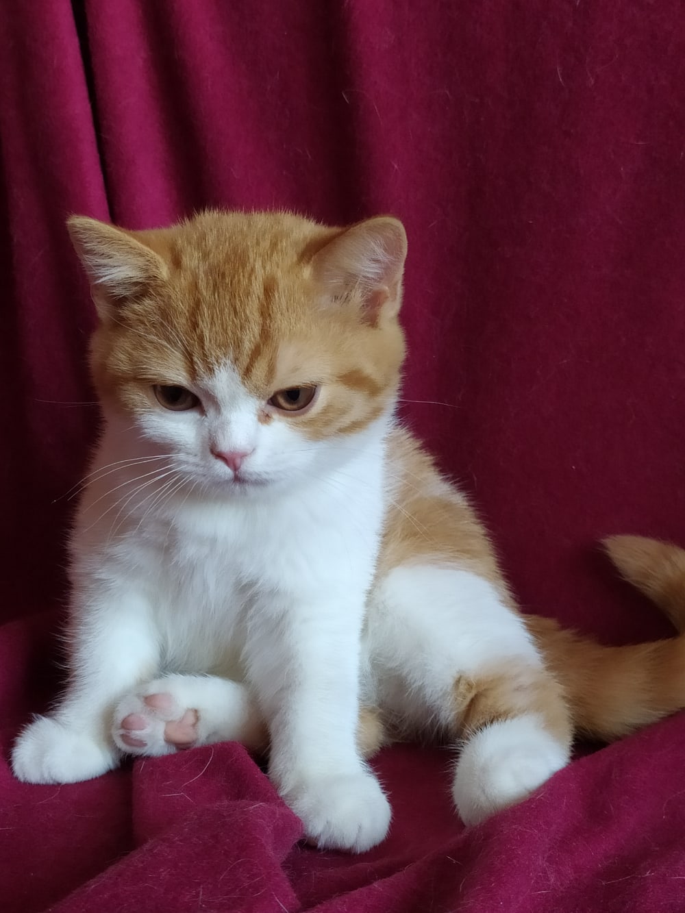 Встал не с той лапы