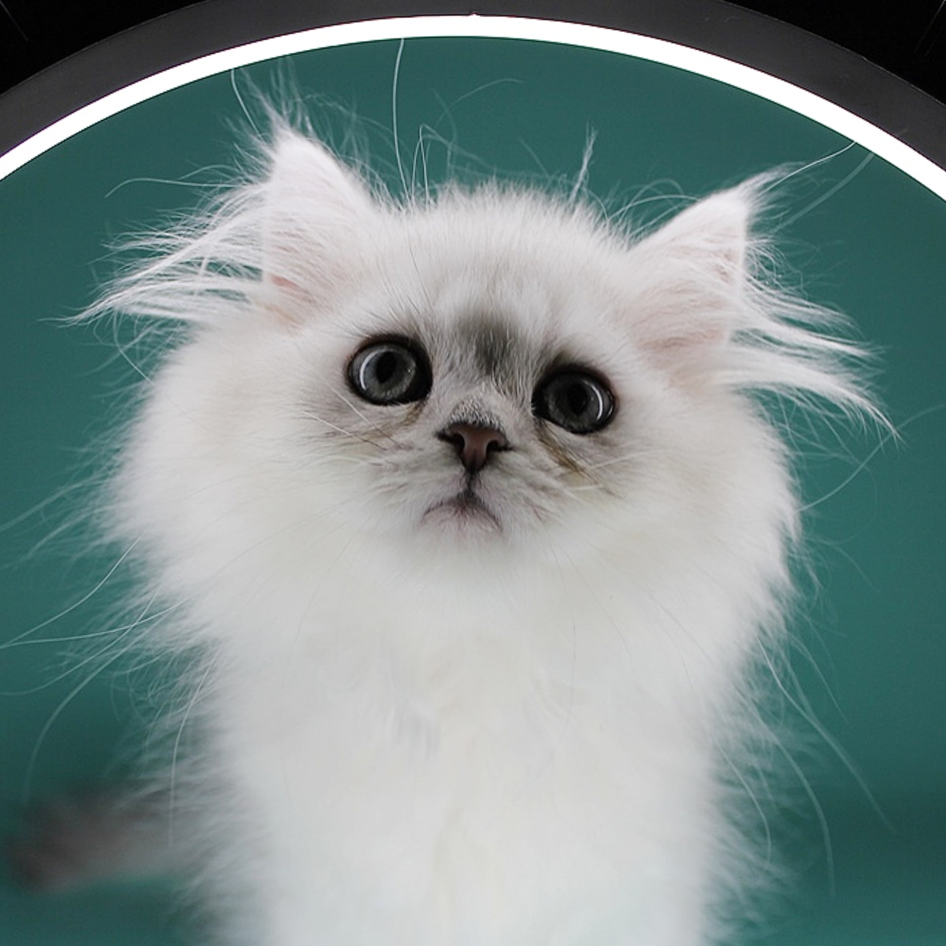 Я ль, на свете - всех милее, красивее и пушистей