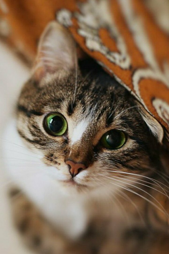 Вы хотите со мной на ковре поваляться