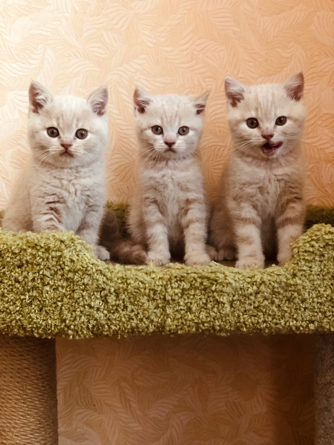 Мяу, мяу, сейчас мы споём песню