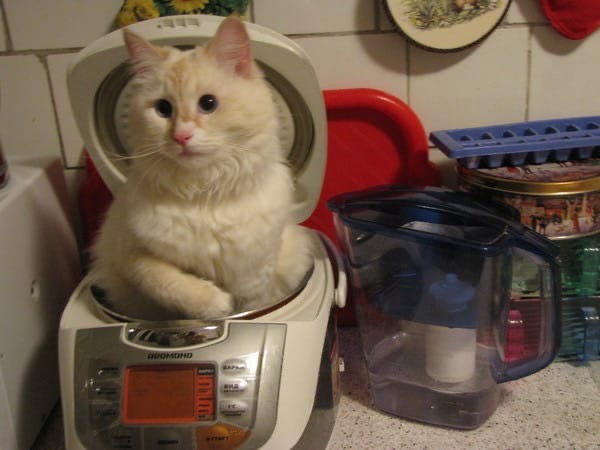 Вы, вообще что нибудь съедобное в доме держите