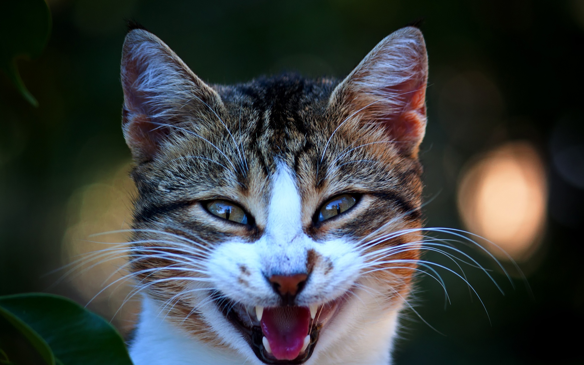 Ура, меня взяли на прогулку