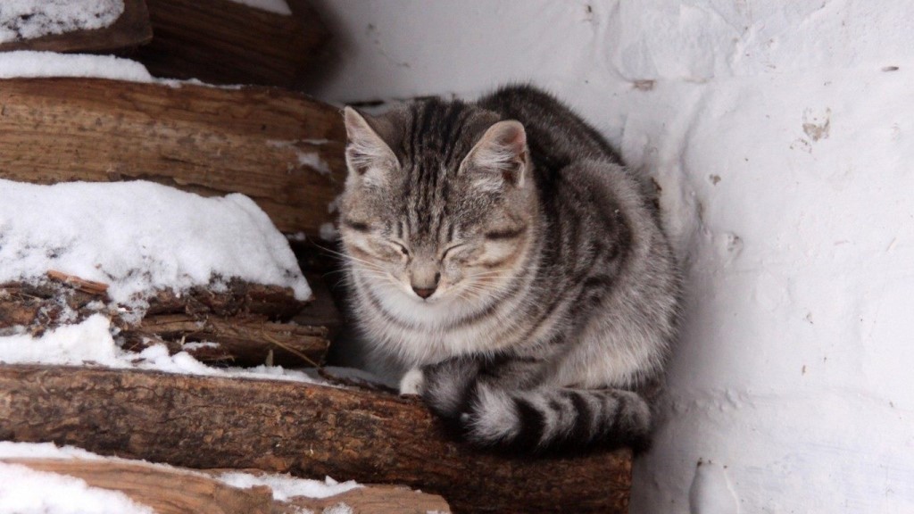 Холодновато на улице, надо идти домой