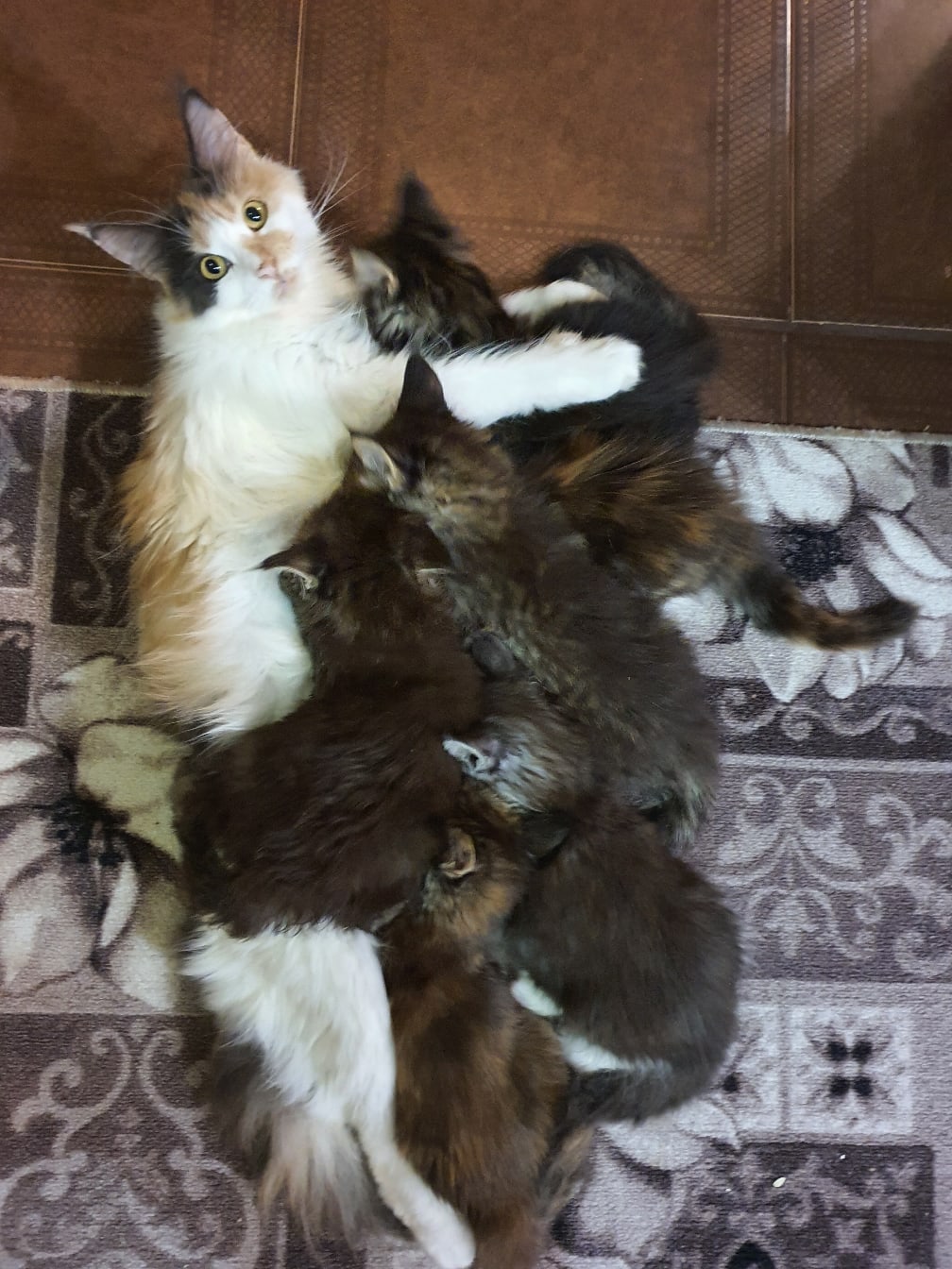 Все котята мои, даже не сомневайтесь