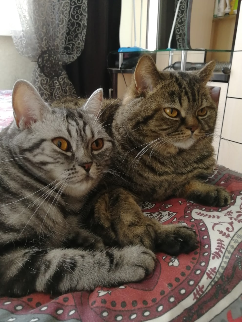 Вы где шлялись, где еда, у Вас холодильник пустой