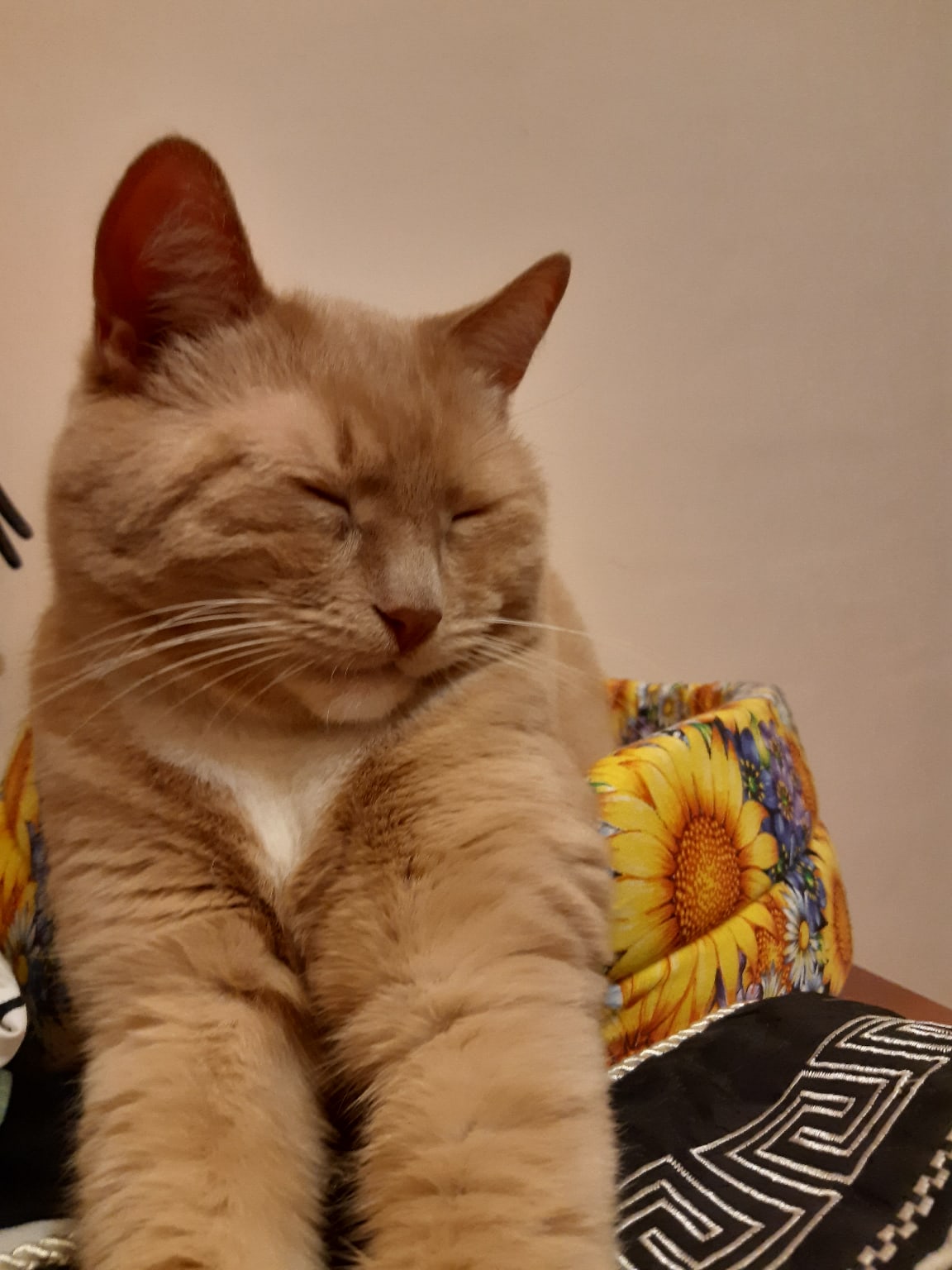 Не мешайте мне, я медитирую