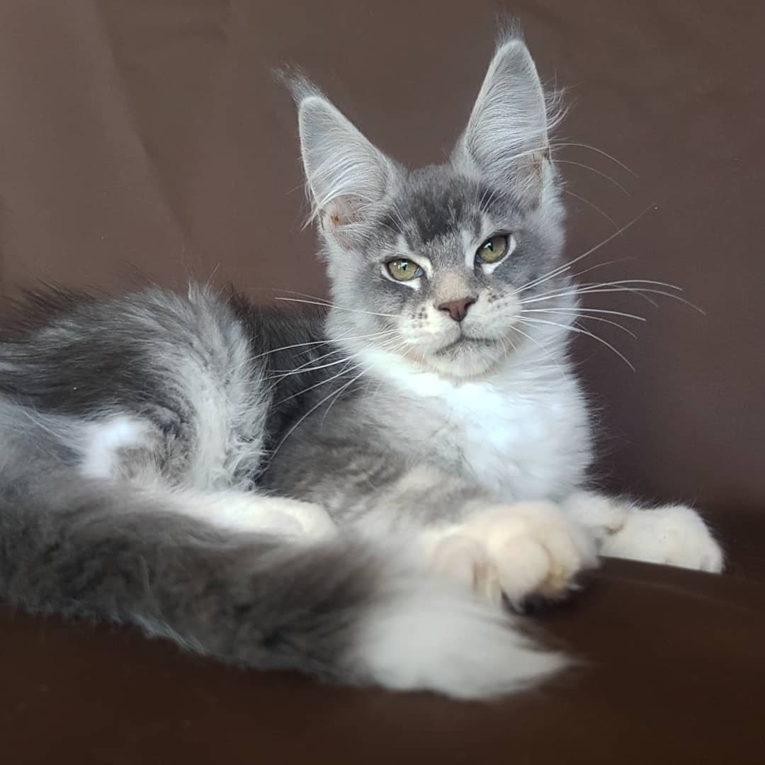 Я усатый красавец