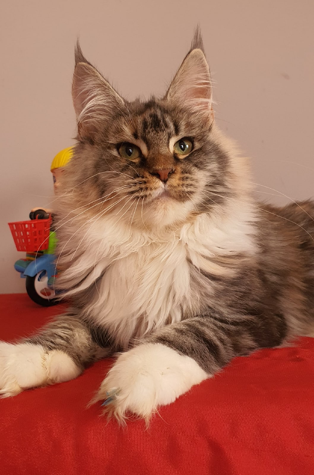 Я игрушки сторожу, пока мой маленький друг в садике