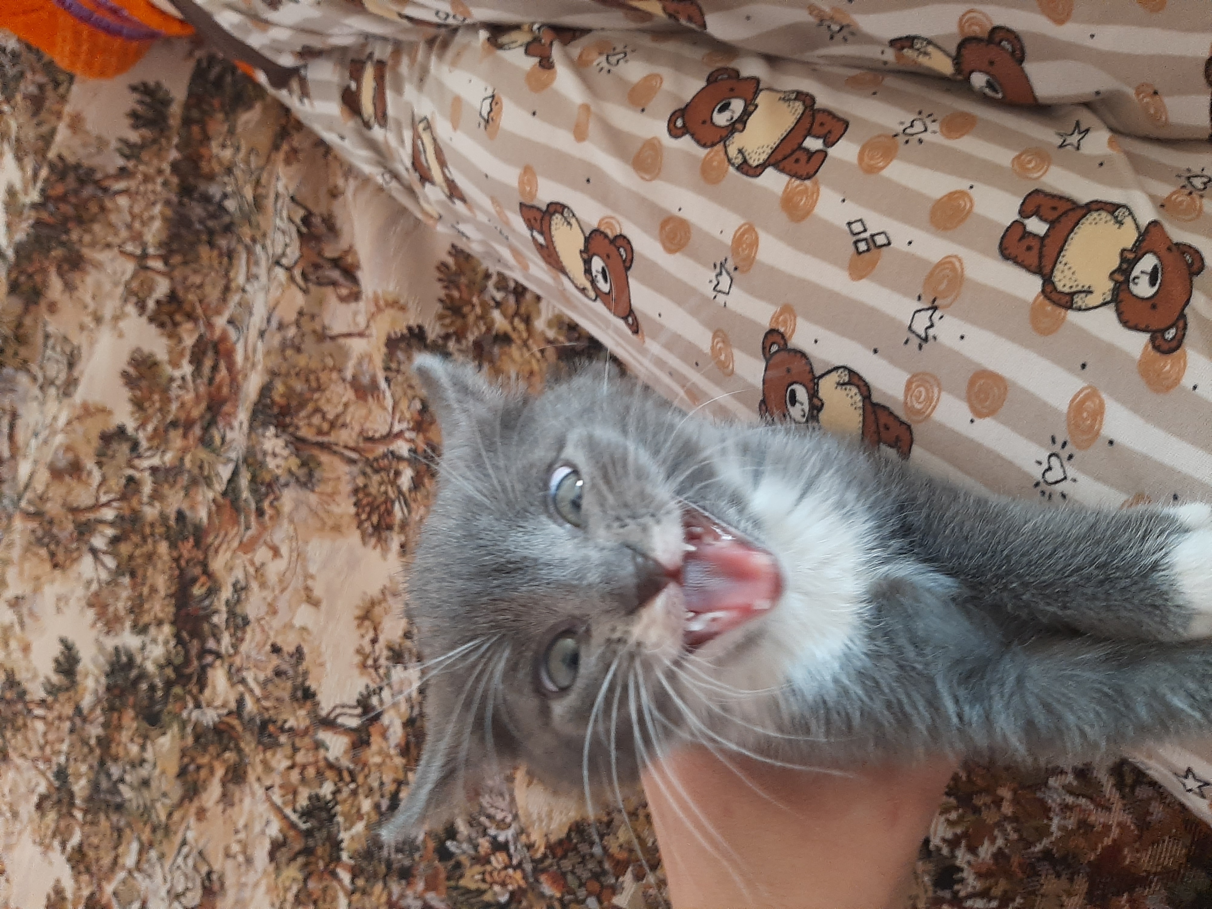 Я не милый котёночек, я зверь!!!