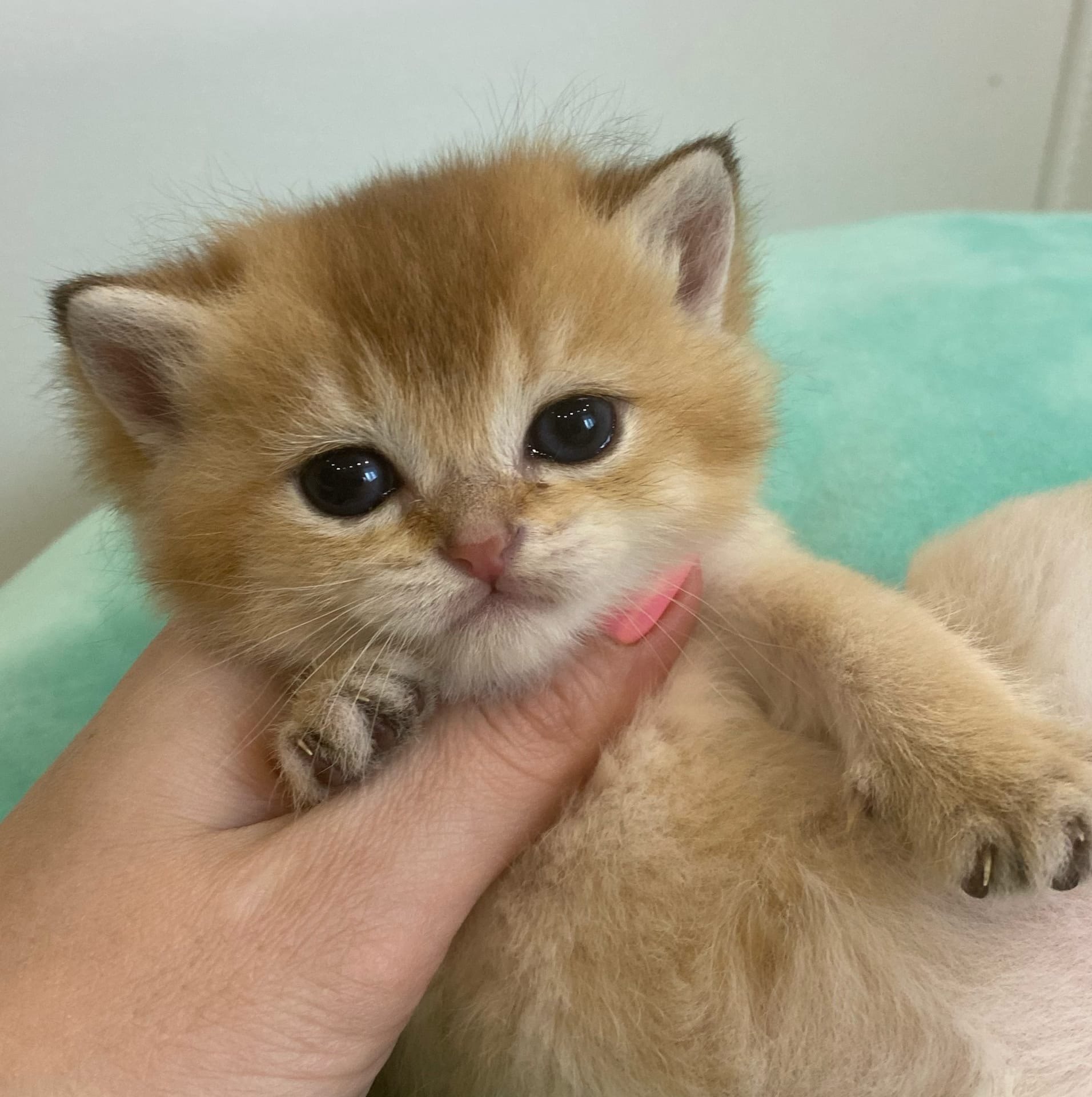 Пришёл поздороваться и бац, меня уже нянчиют