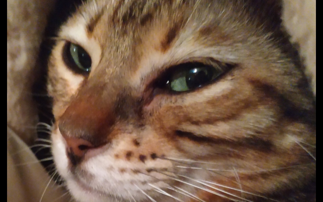 Ну я же сплю, зачем мешаете