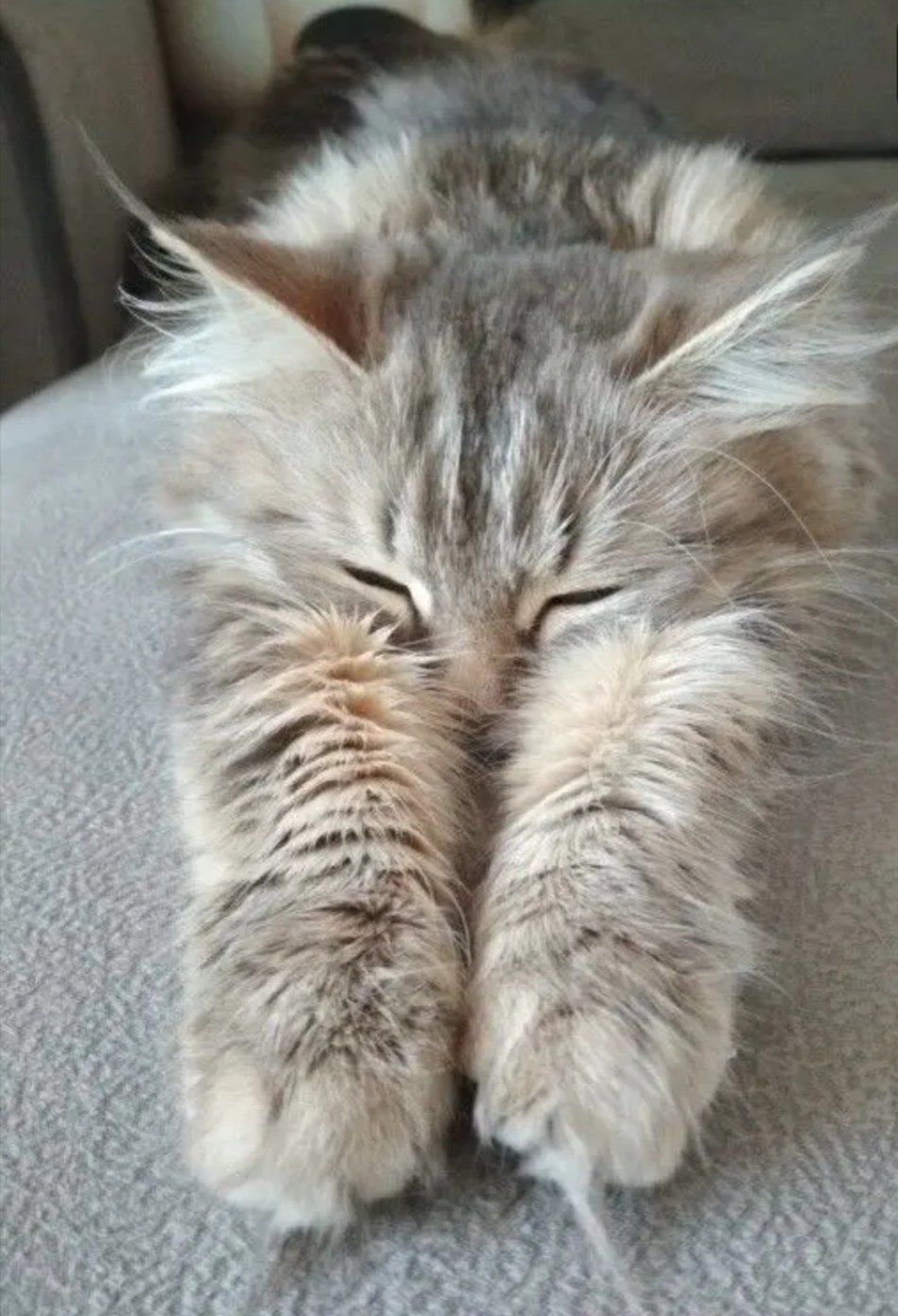 Спрятав сопелочку, котёночек спит