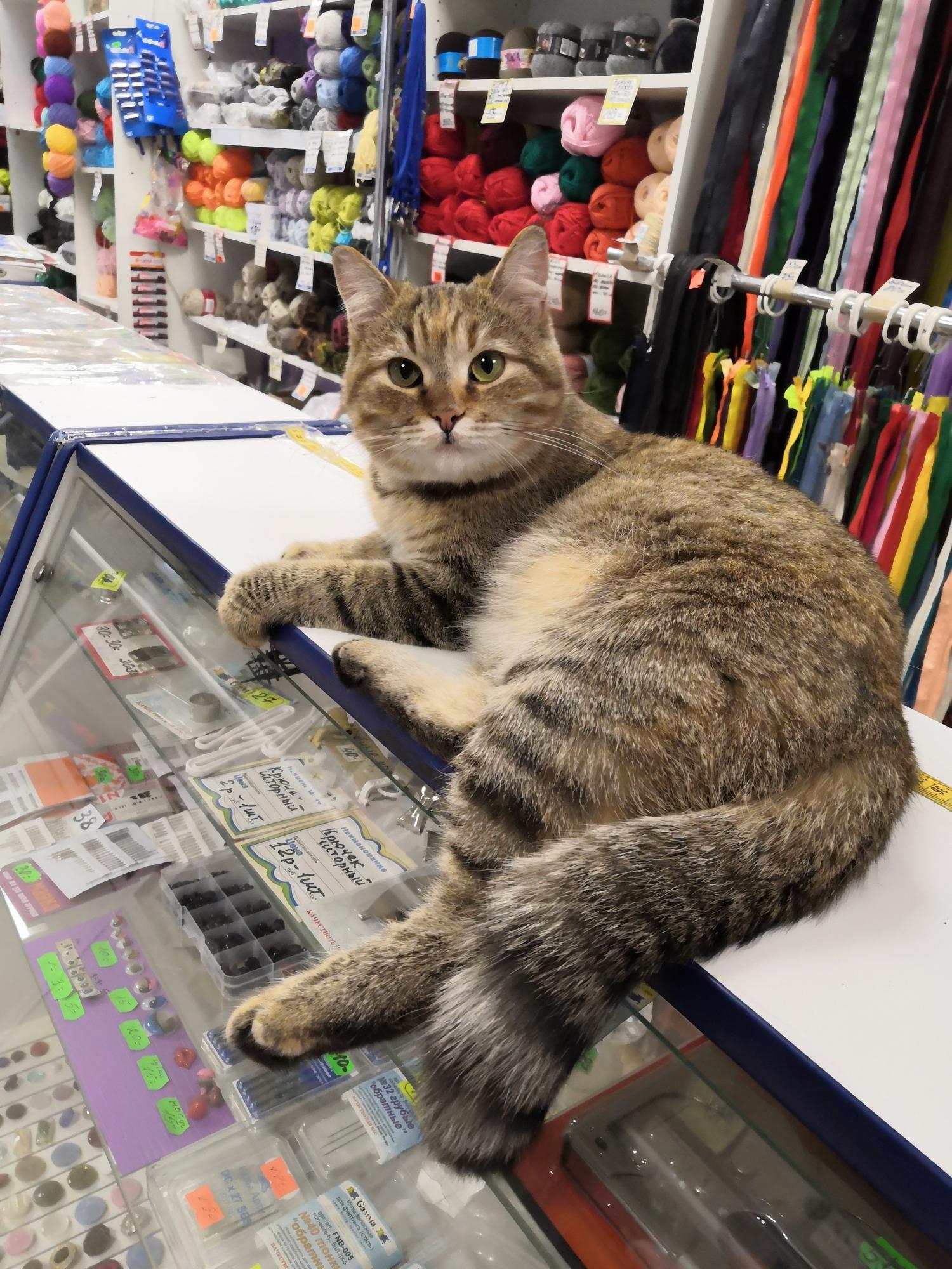 Вас интересует что то конкретное - нитки, иголки