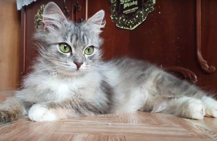 Хозяйка, пора браться за швабру, полы грязные