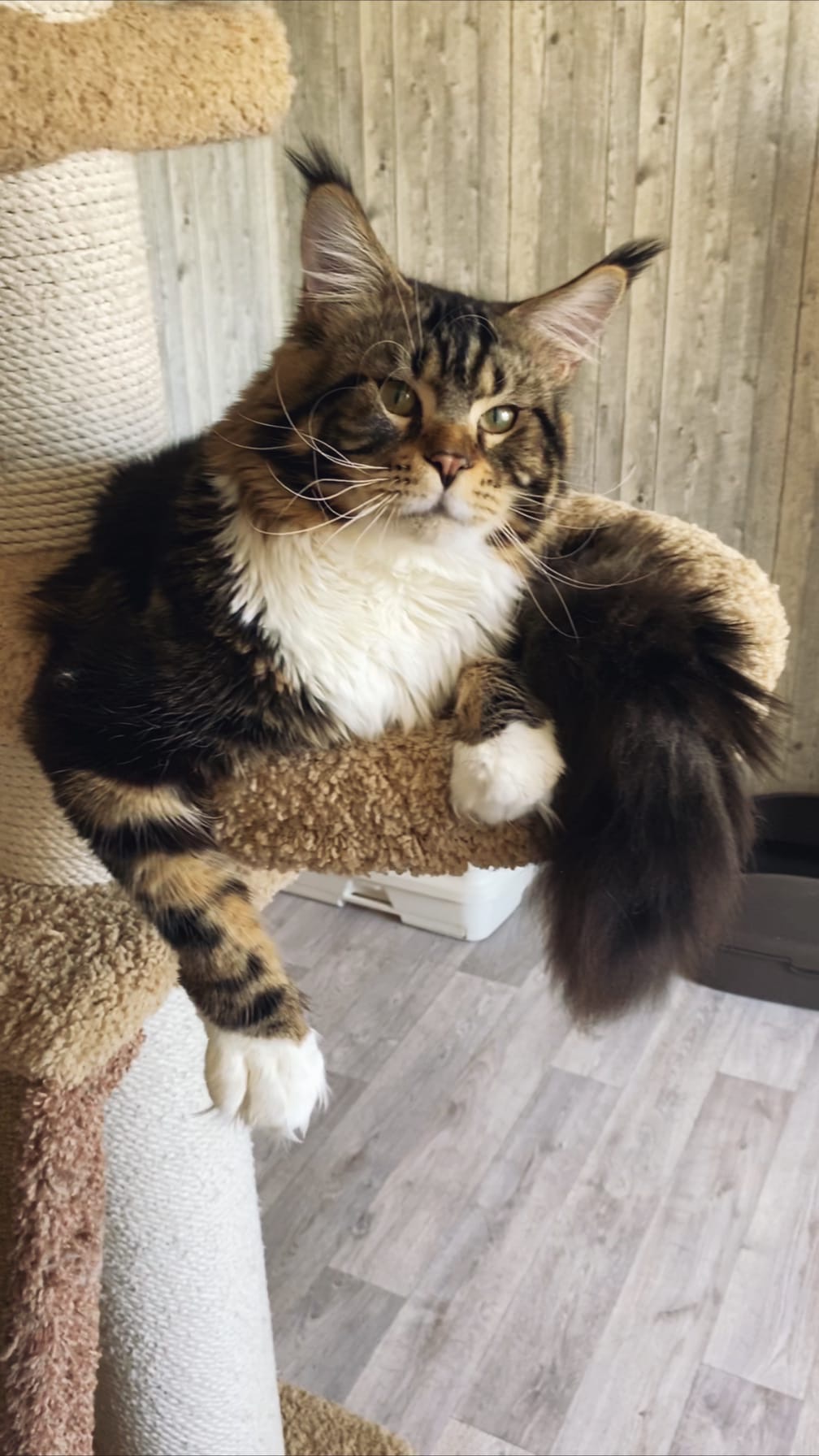 Я служу украшением дома