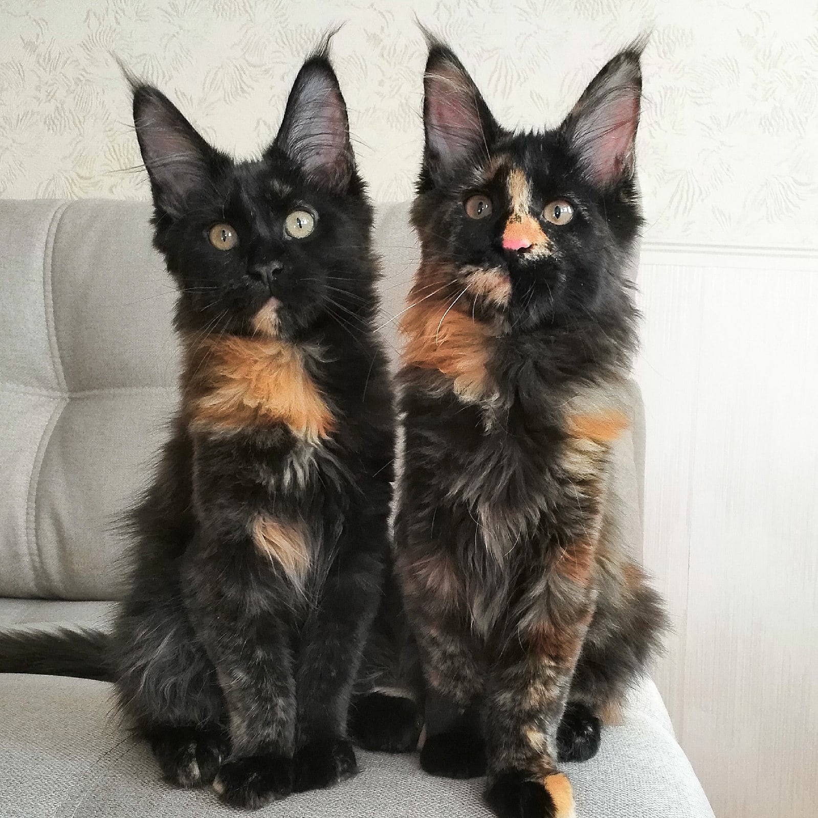 Мы не двойняшки, мы тройняшки, просто Васька в туалет отошёл