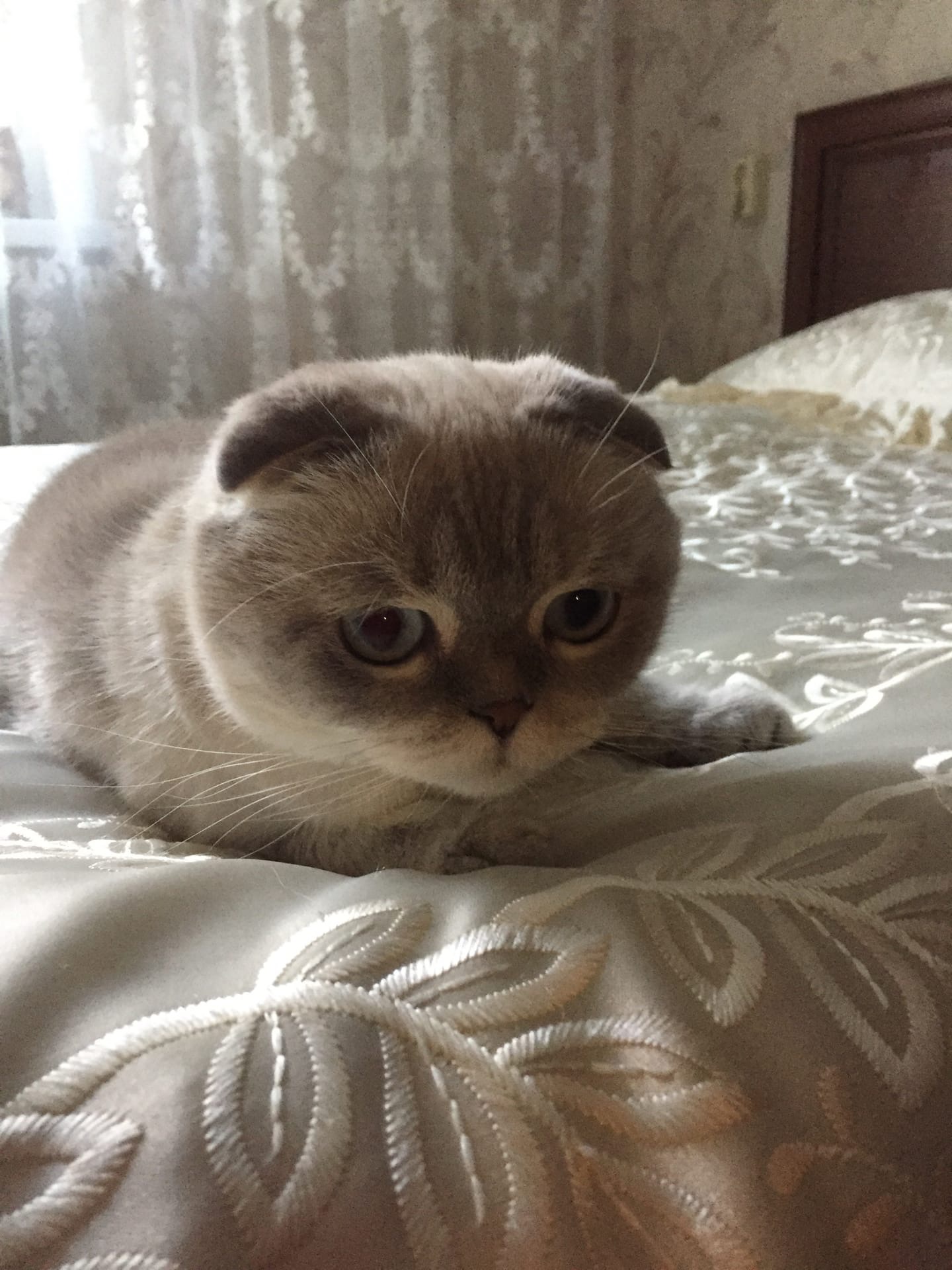 Не хочу вставать и не буду