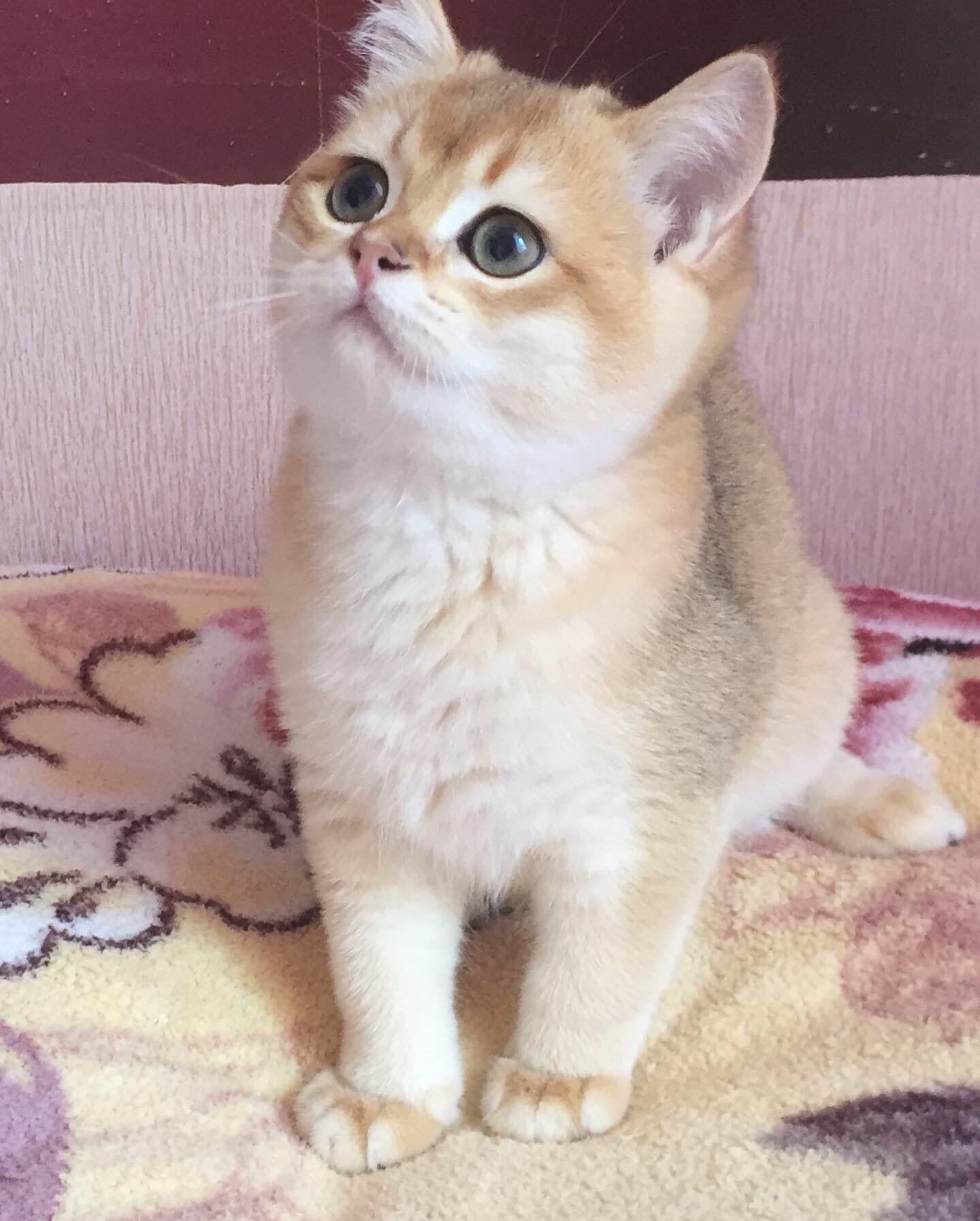 Отвернитесь, я сейчас спрячусь, а Вы будите меня искать