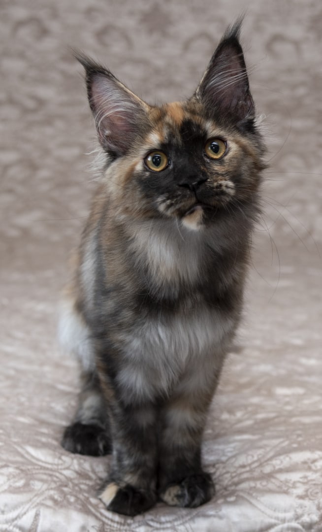 Я бодра, весёла и полна сил