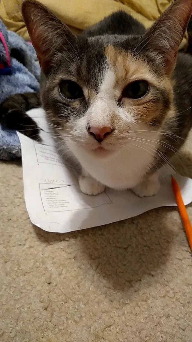 Хватит писаниной заниматься, лучше обратите внимание на меня