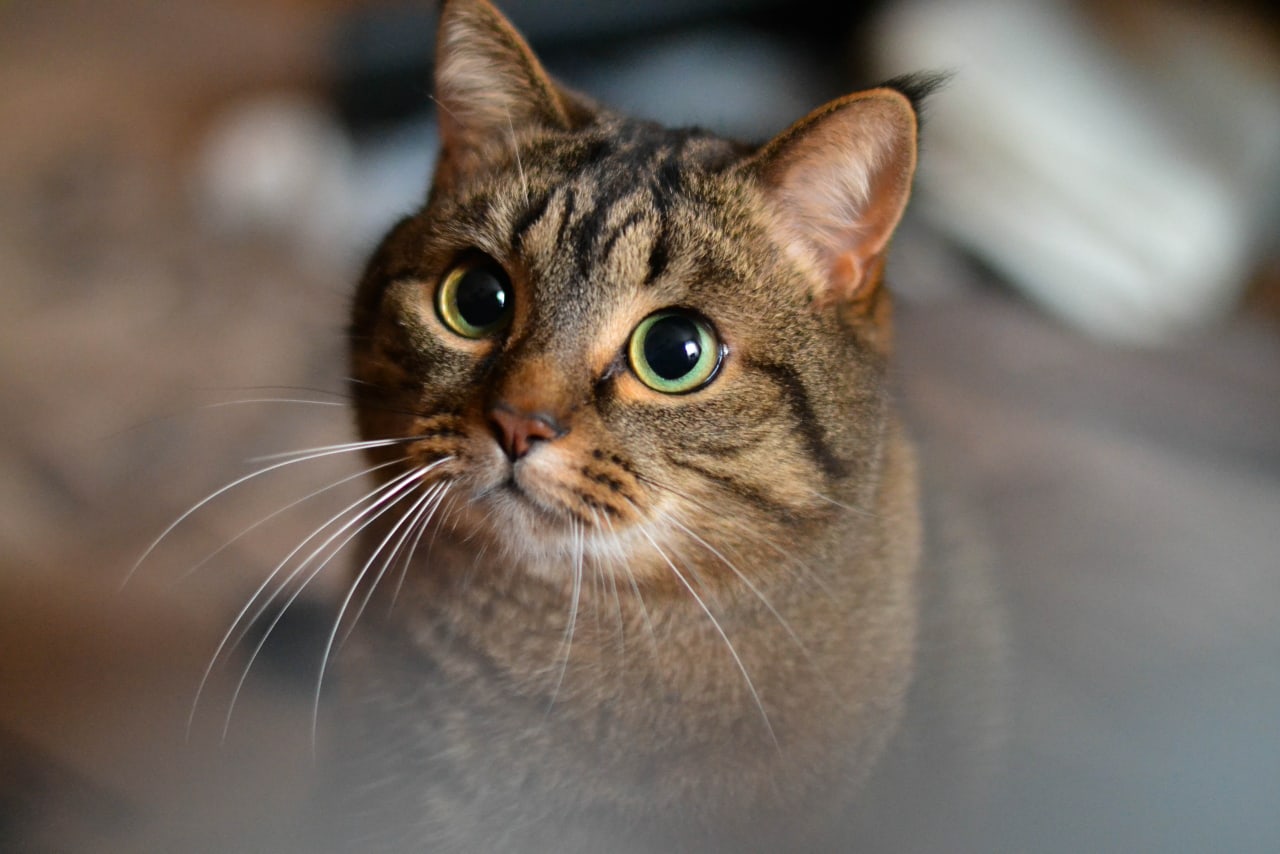 Вы меня звали, я весь во внимании