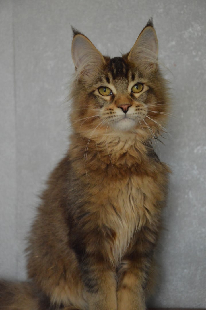 Какую бы развлекуху придумать