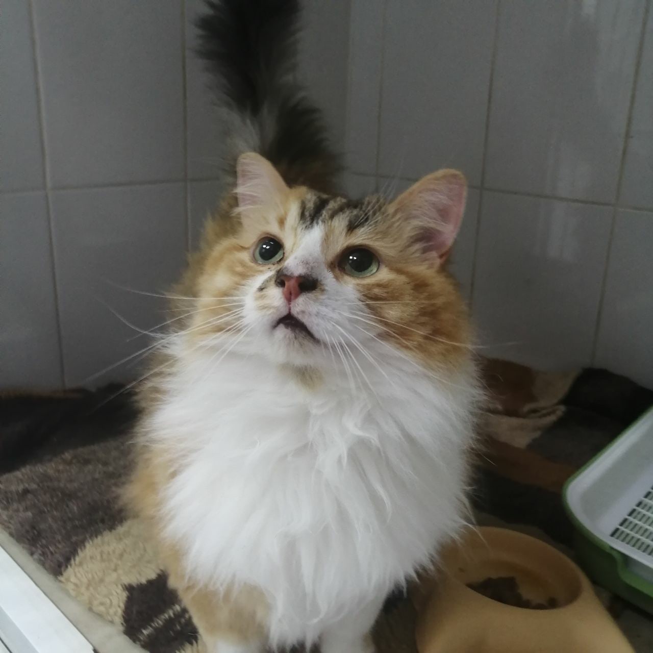 Можно мне по дому прогуляться