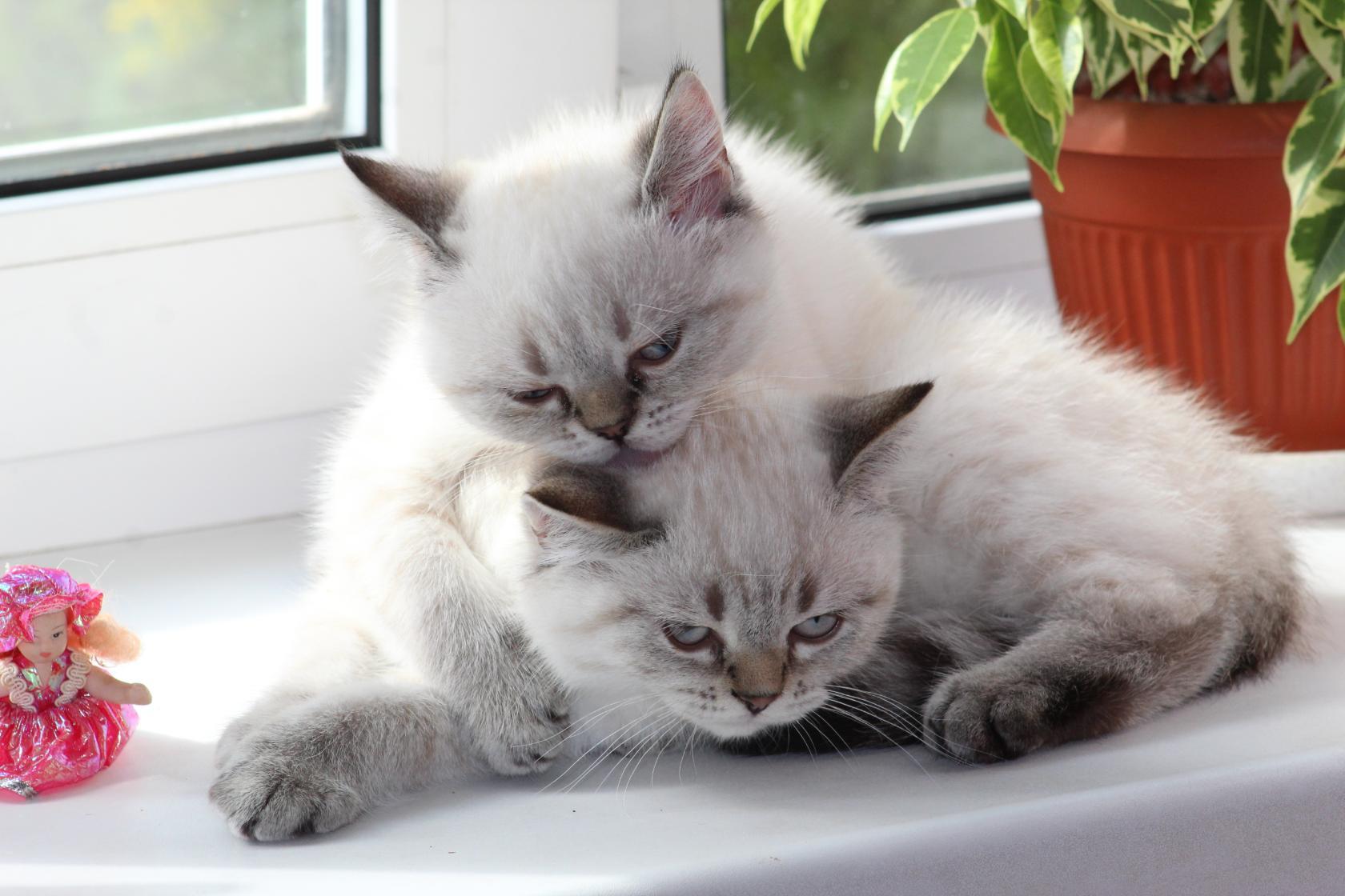 Милый, я же тебя не сильно напрягаю