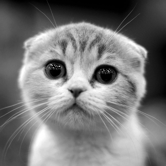 Опять меня фоткаете, покажите хоть, как я получилась