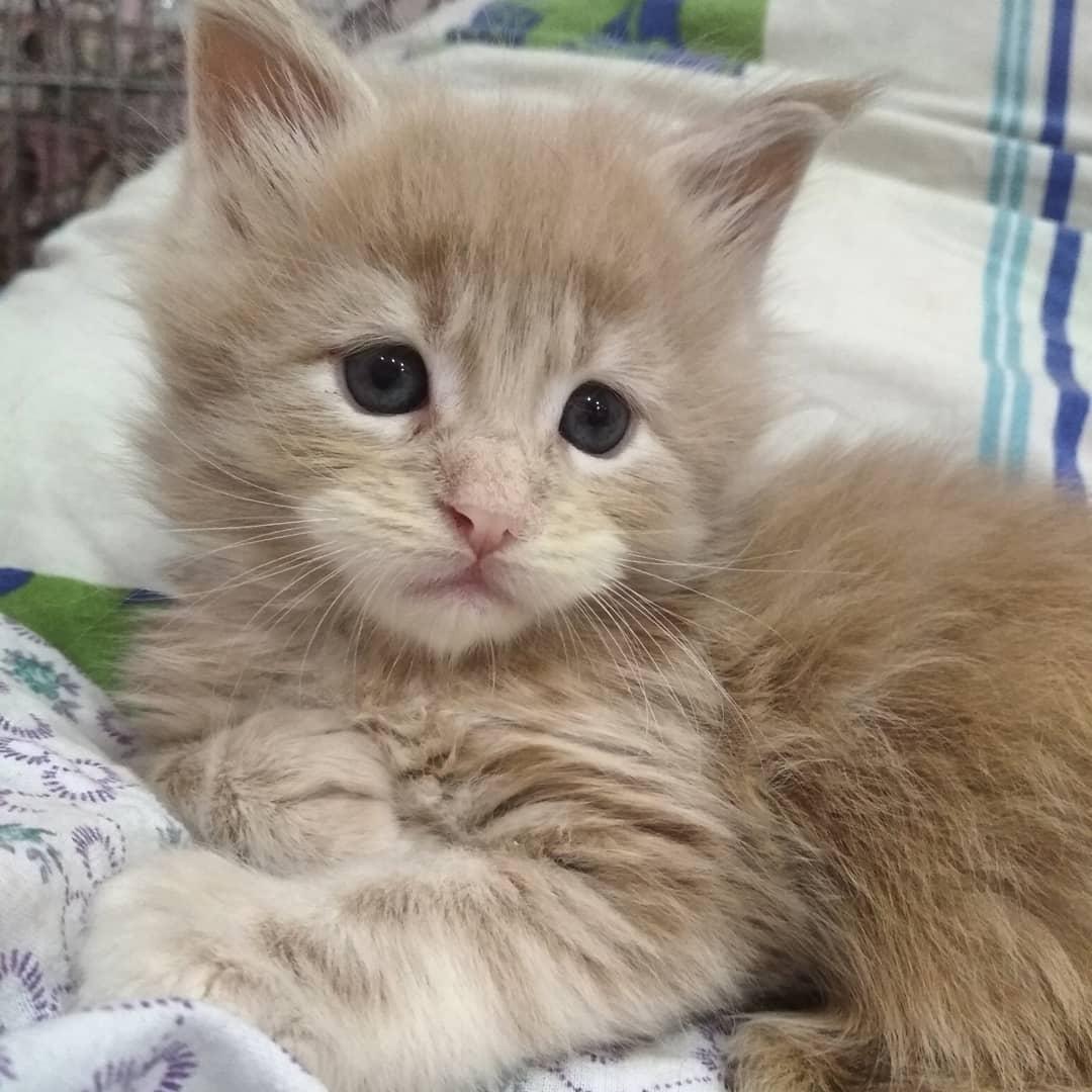 Бабуля, ты почему меня бросила одного в холодной постели