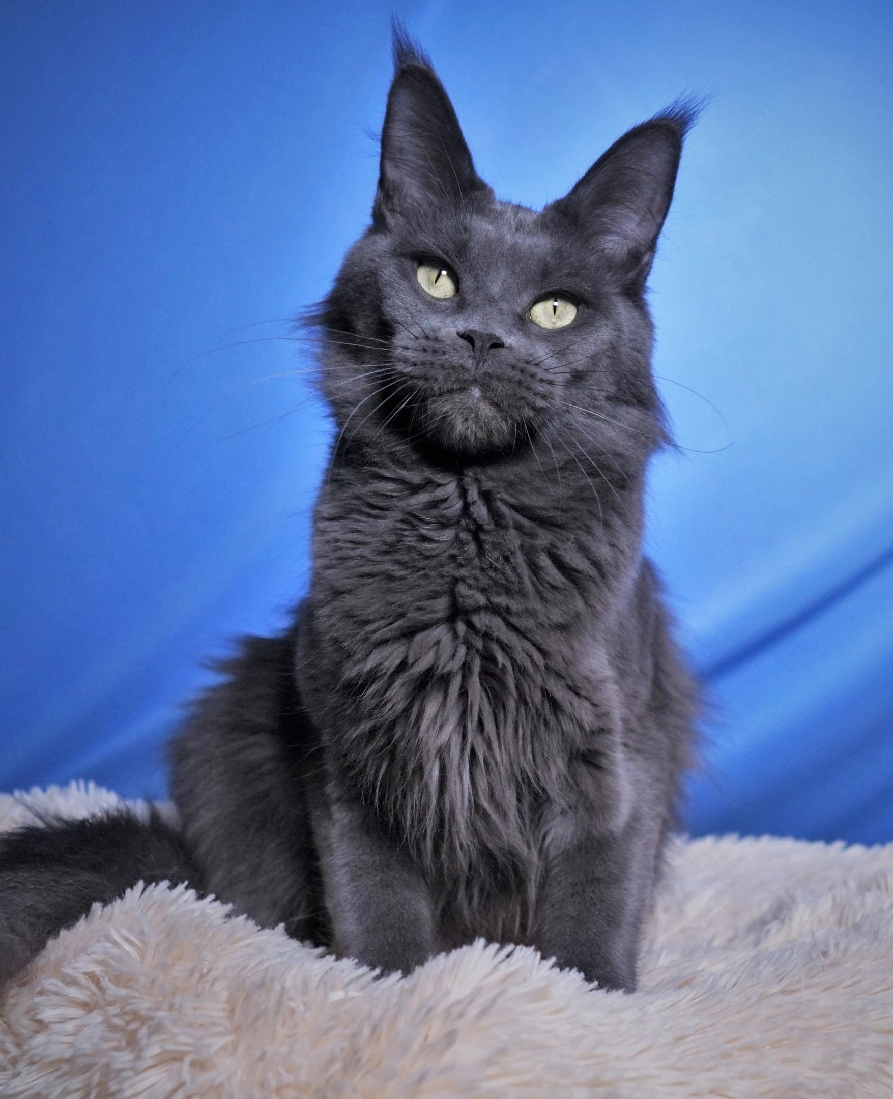 Любуйтесь и восхищайтесь мной