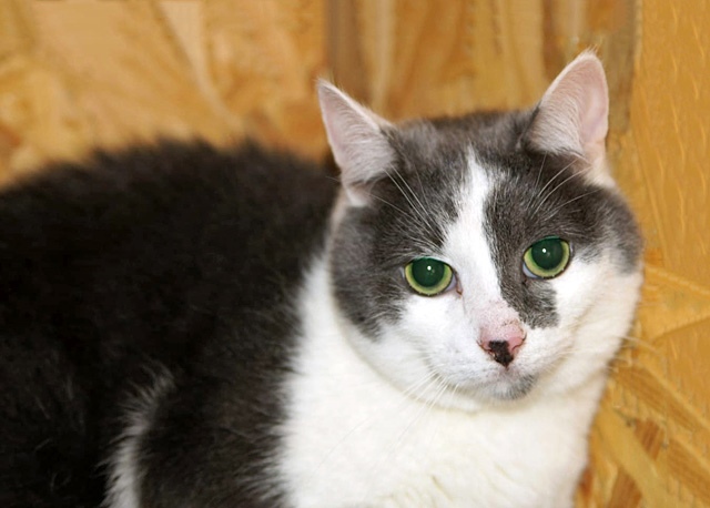 Я хорошая девочка, зачем мне стоять в углу