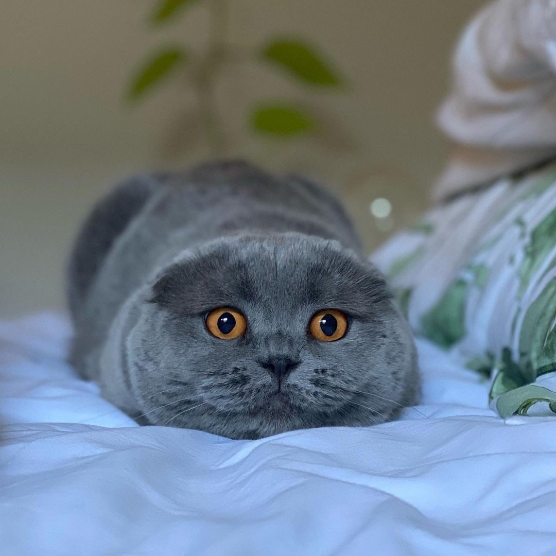 Я сегодня сплю одна, ищите себе другую кровать