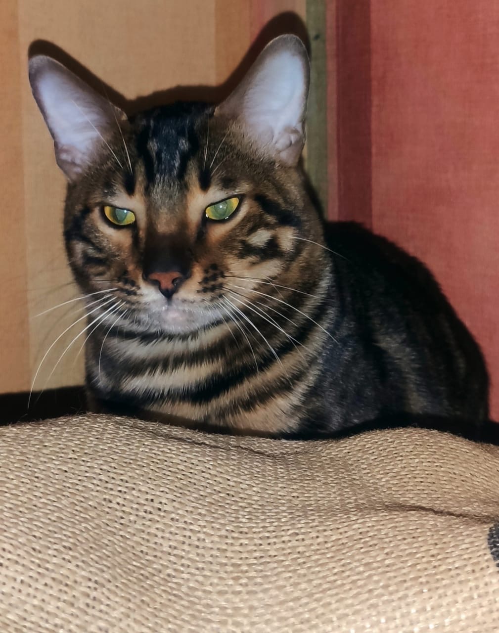 Кушать не дали, в угол поставили, обидно