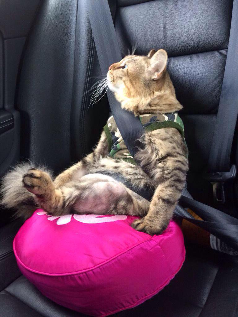 Еду в отпуск, к бабушке в деревню