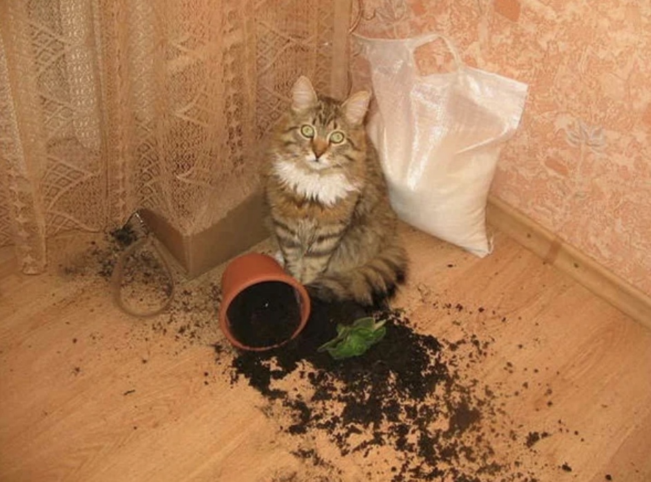 Понаставили горшков где попало, теперь сами и убирайтесь